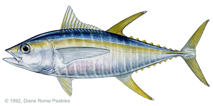 tuna_yellowfin